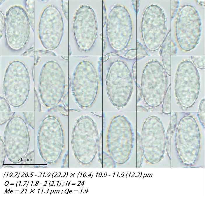 Scutellinia hirta