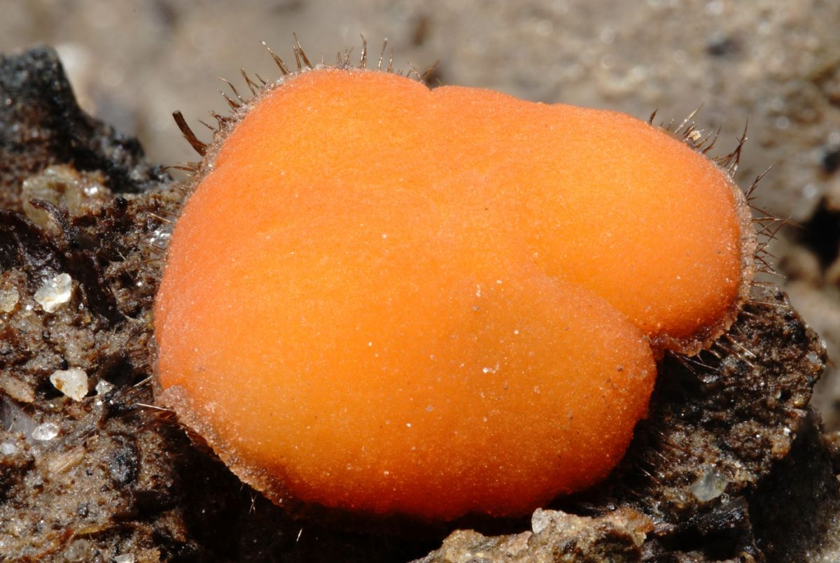 Scutellinia legaliae