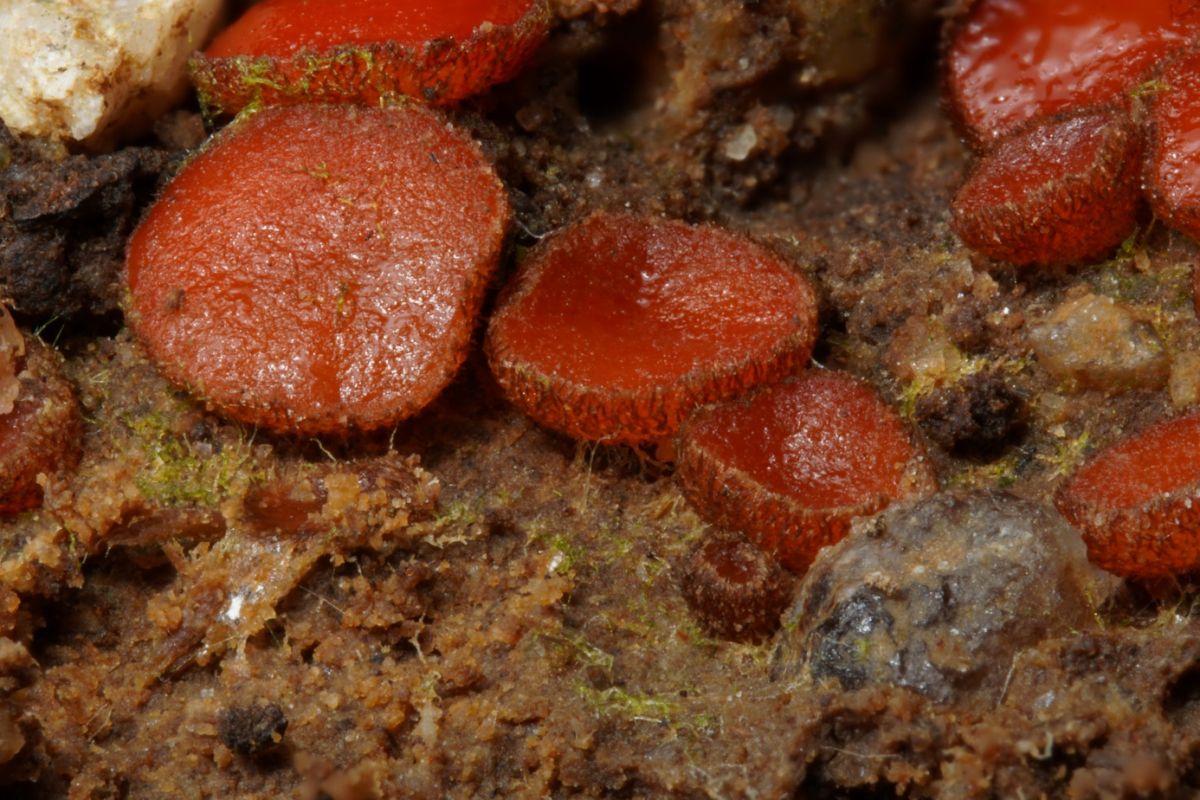 Scutellinia pseudotrechispora