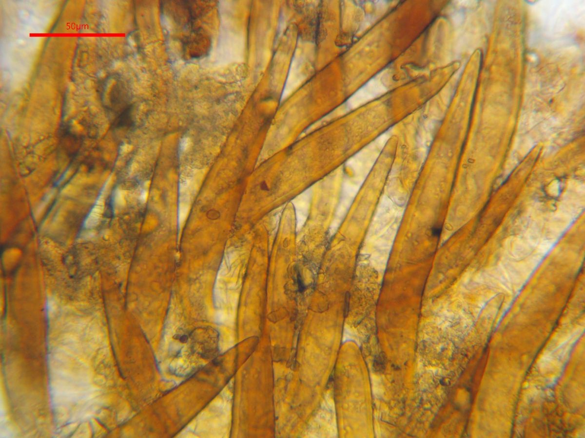 Scutellinia pseudotrechispora