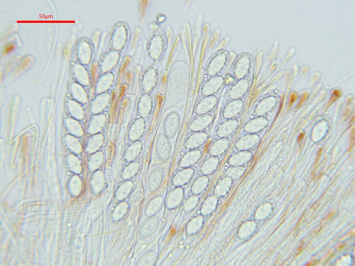 Scutellinia pseudotrechispora