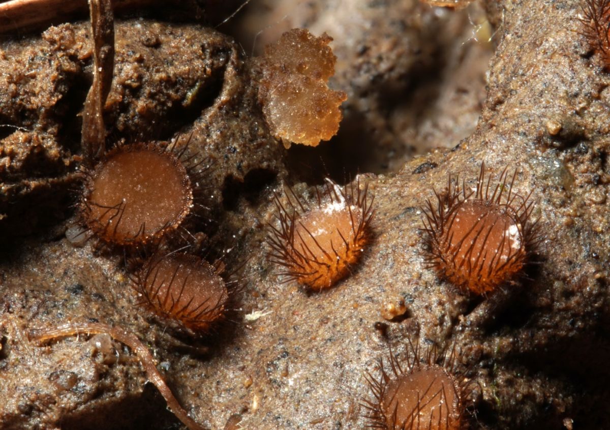 Scutellinia sinensis