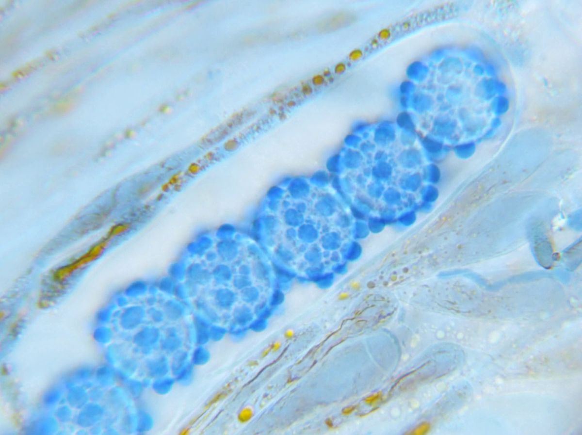 Scutellinia sinensis