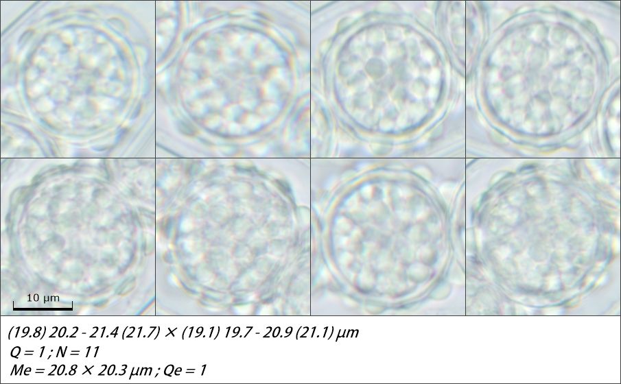 Scutellinia sinensis
