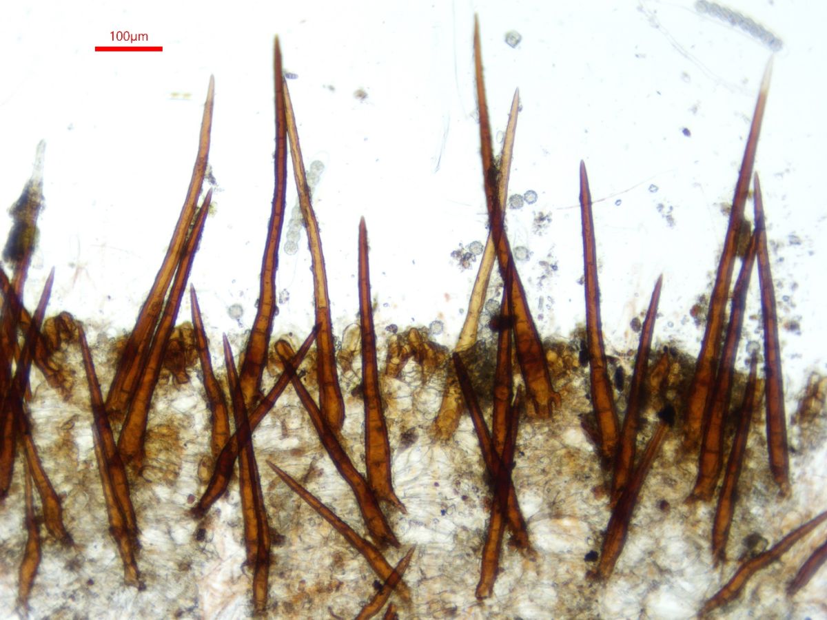 Scutellinia sinensis