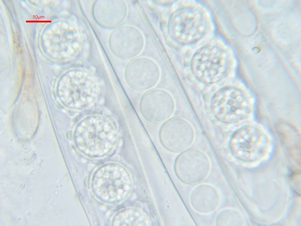 Scutellinia sinensis