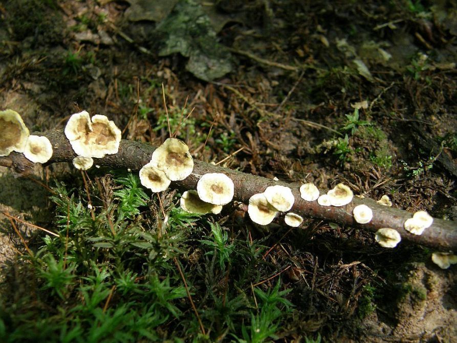 Septobasidium rameale