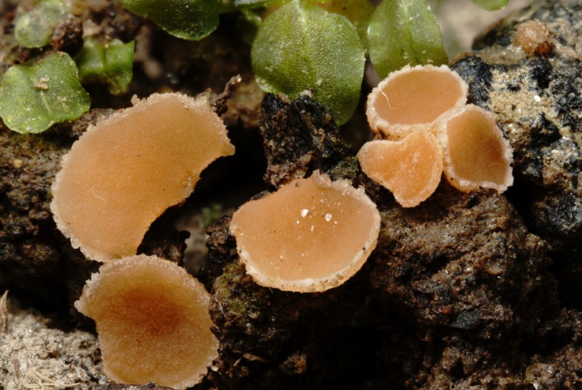 Sepultariella semiimmersa