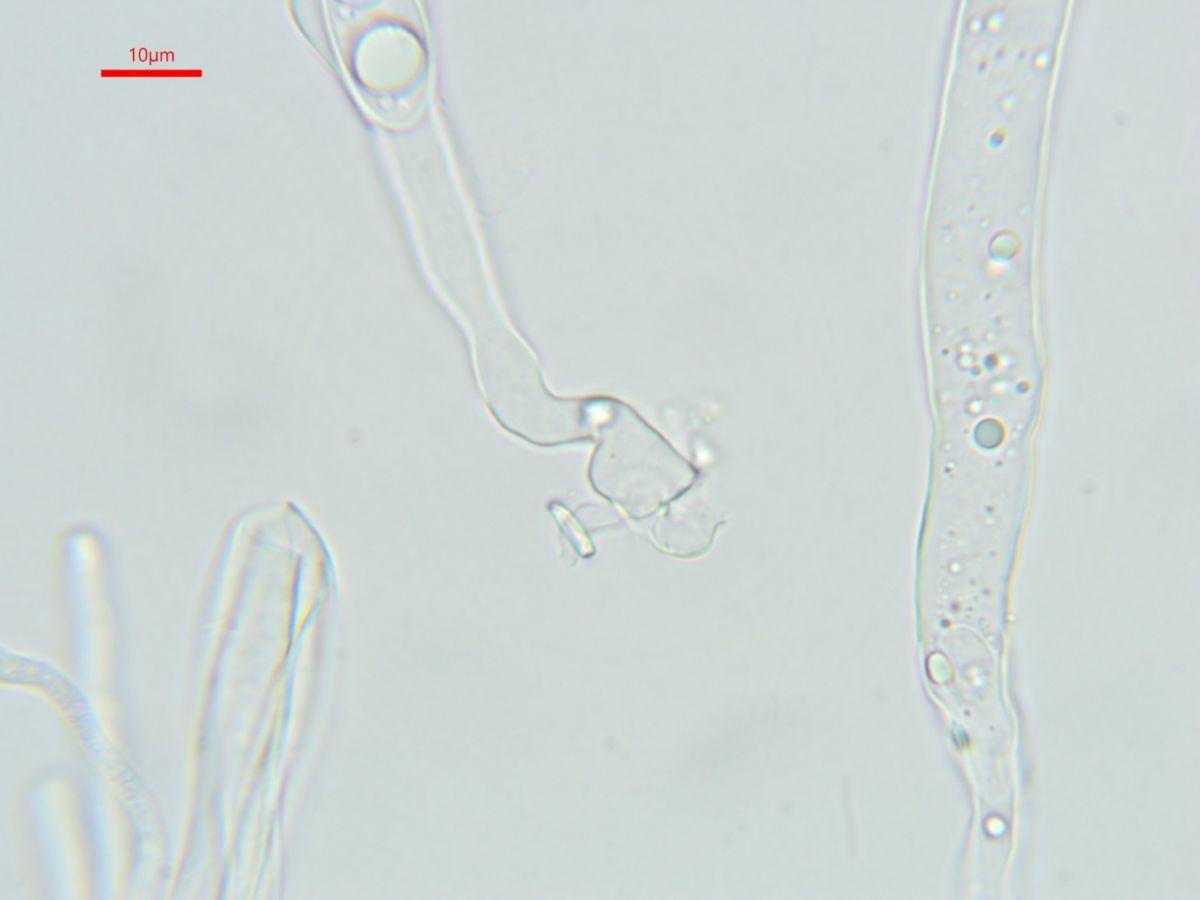 Sepultariella semiimmersa