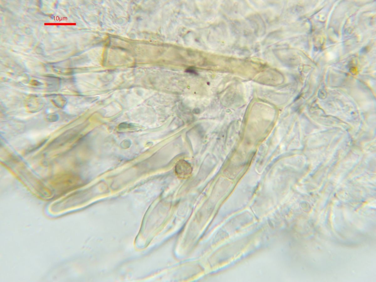Sepultariella semiimmersa