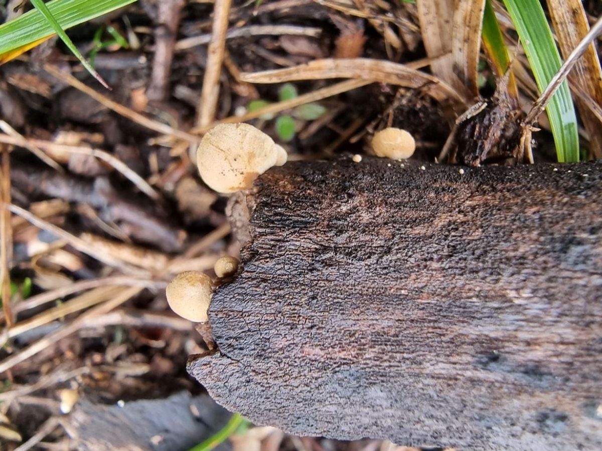 Simocybe haustellaris