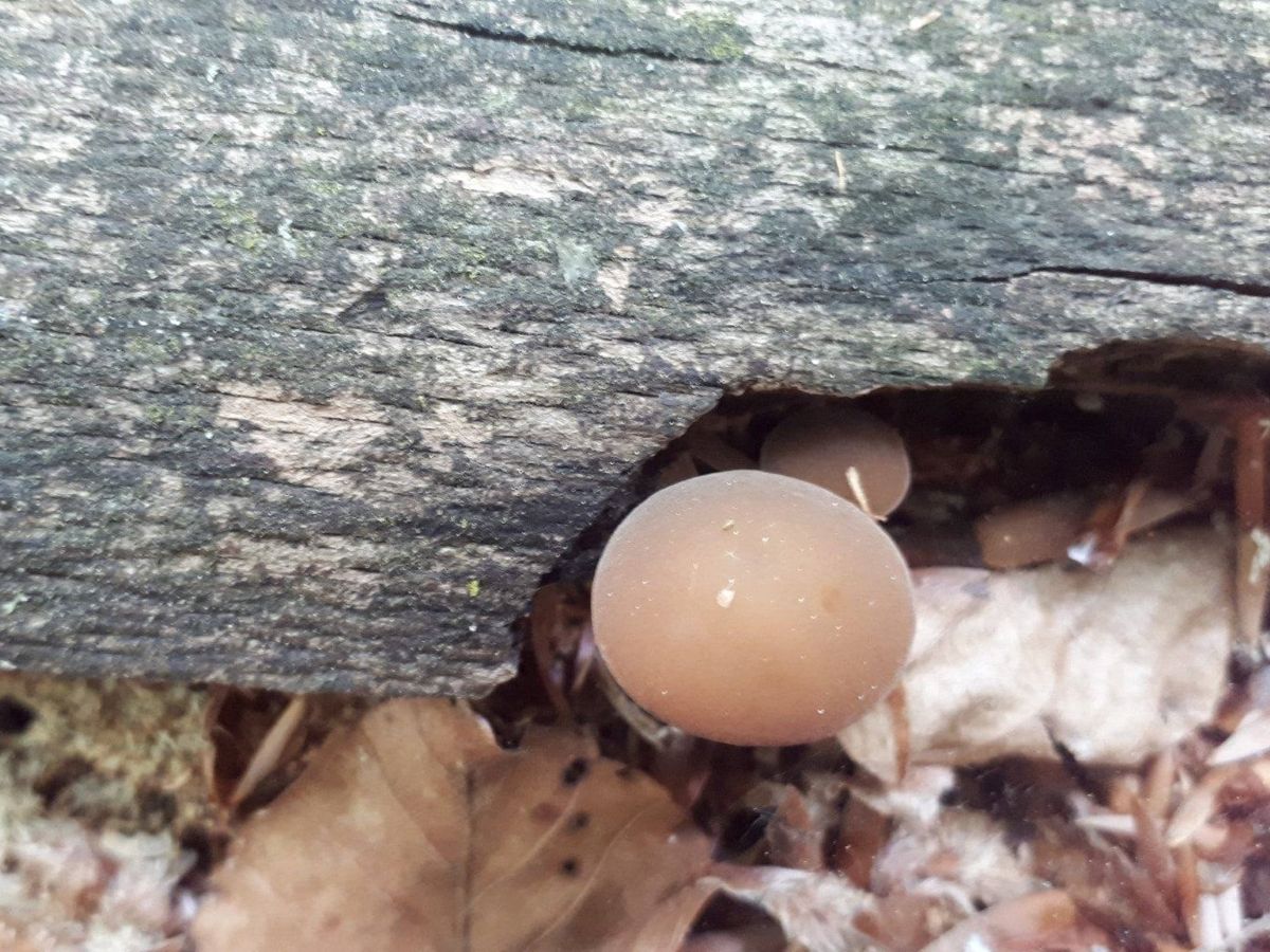 Simocybe sumptuosa