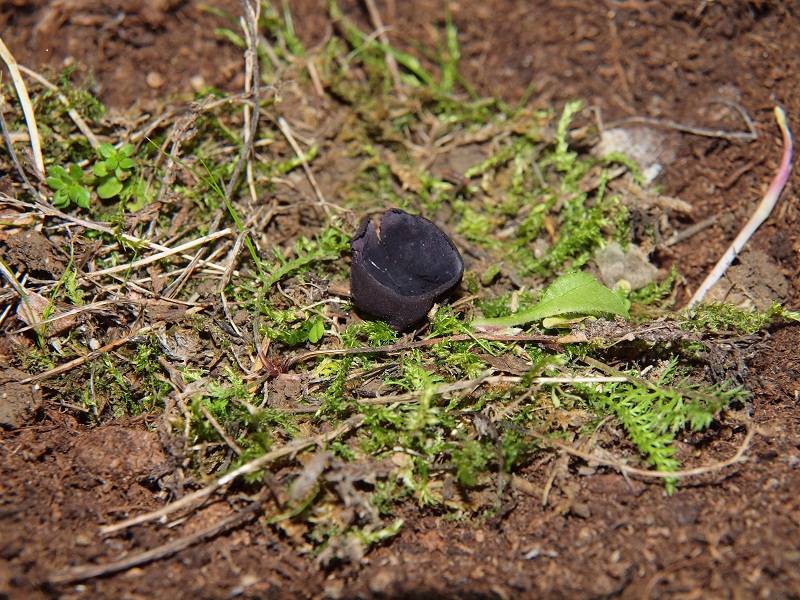 Smardaea planchonis