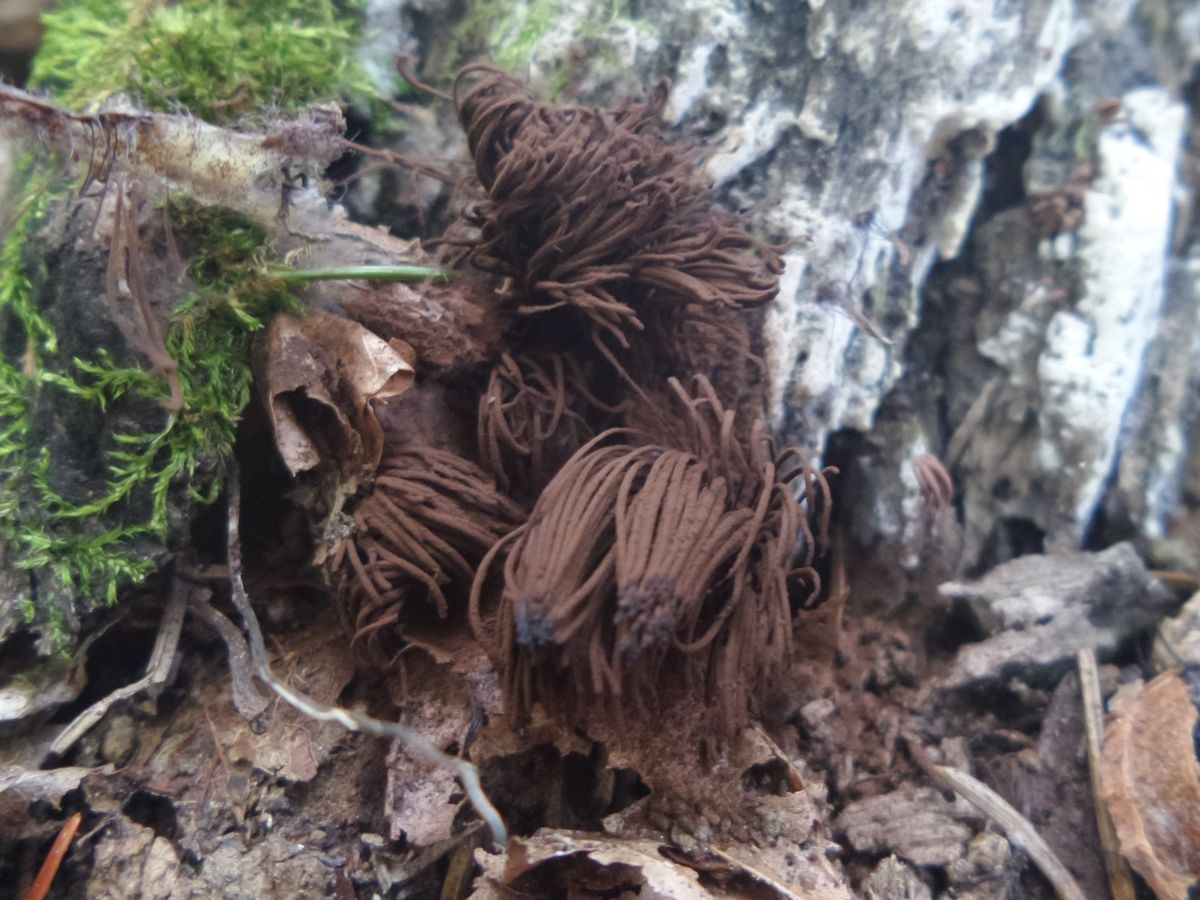 Stemonitis axifera