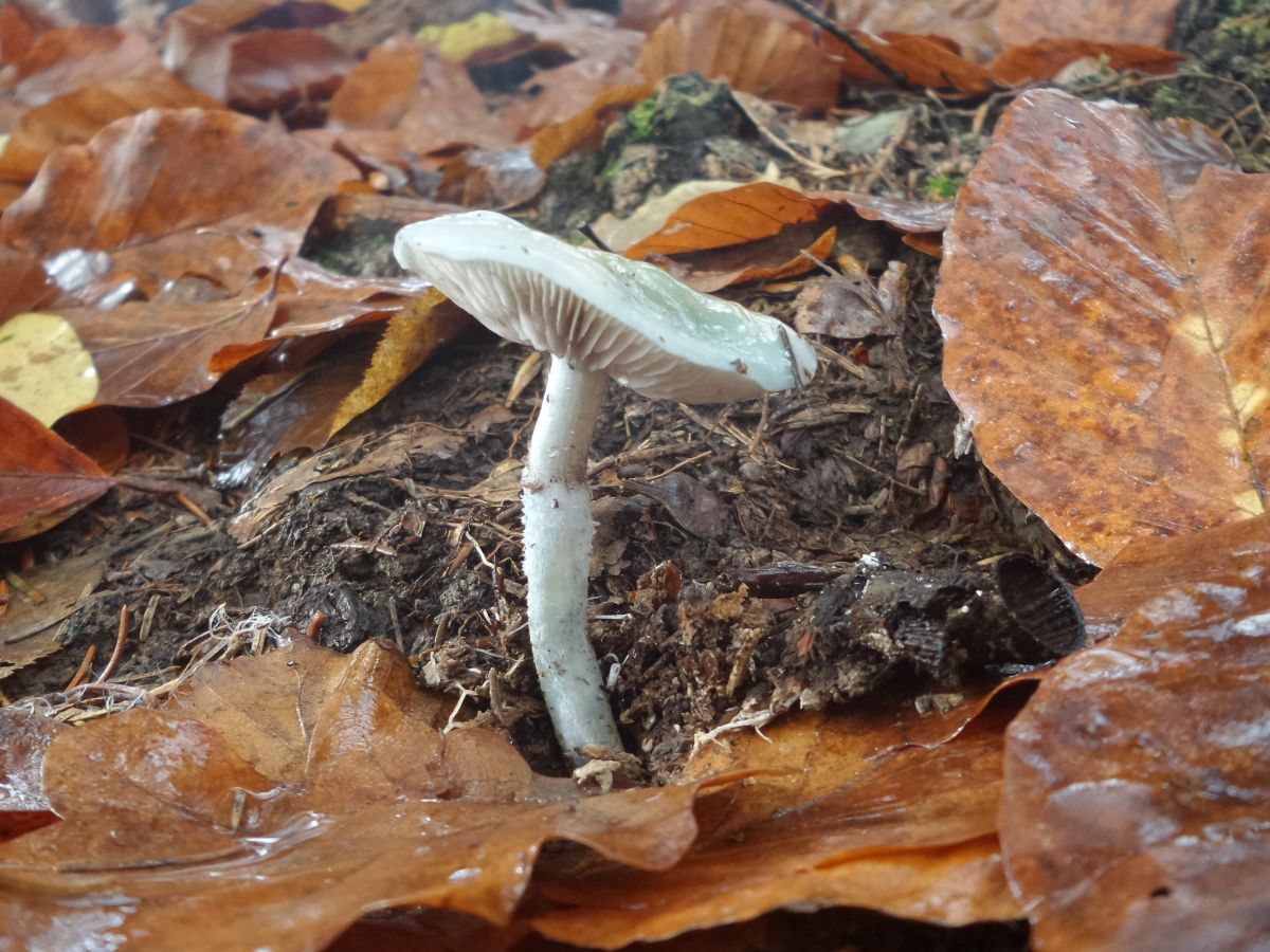 Stropharia aeruginosa