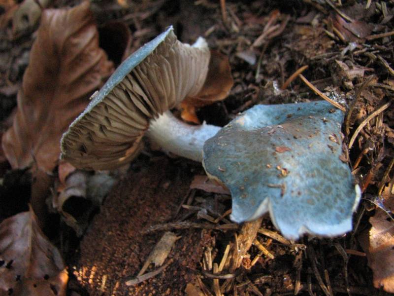 Stropharia caerulea