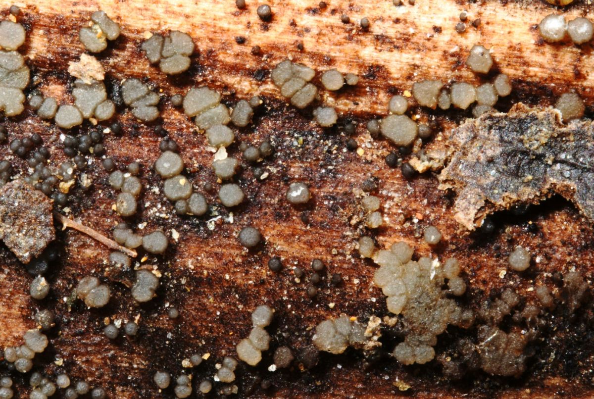 Strossmayeria basitricha