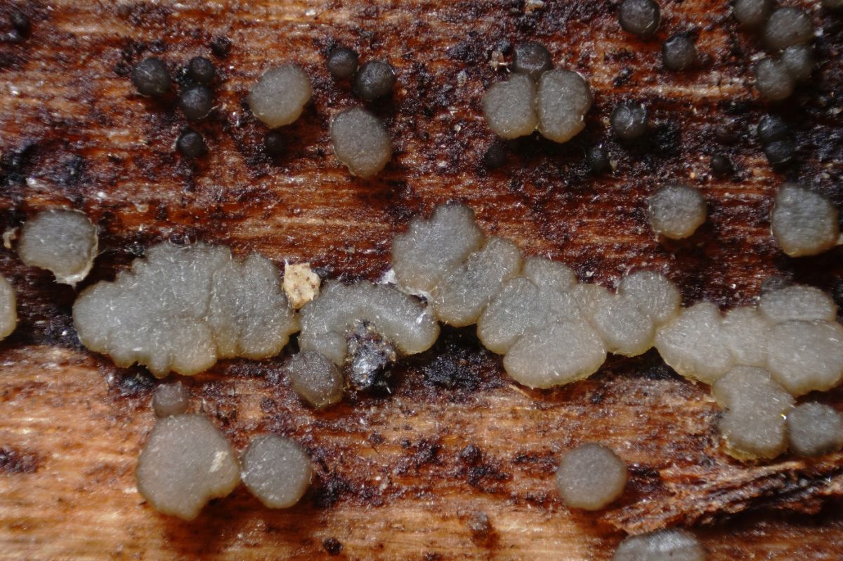 Strossmayeria basitricha