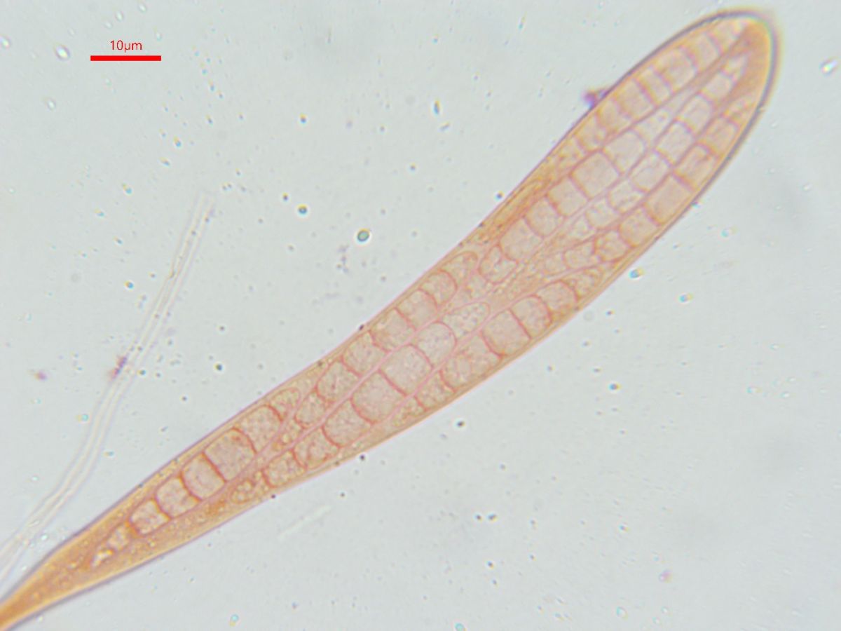 Strossmayeria basitricha