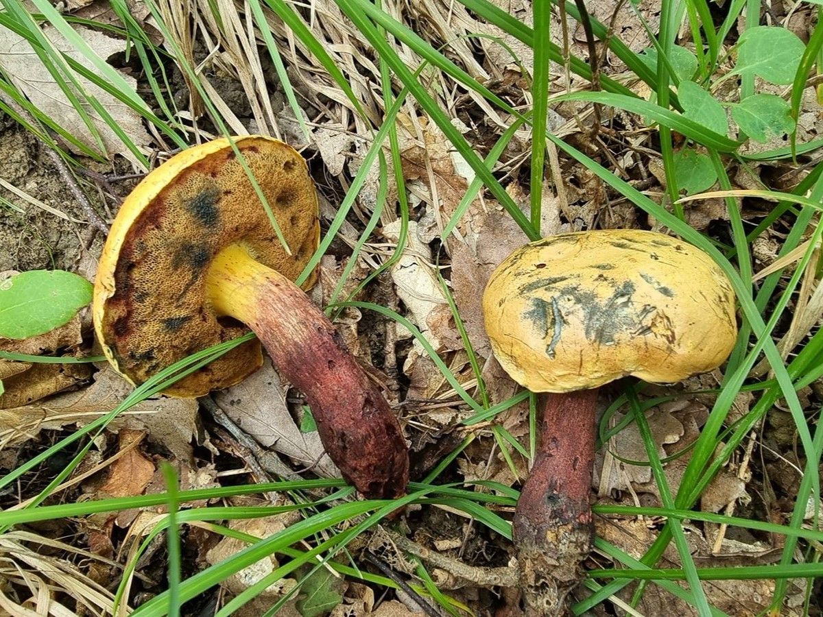 Suillellus luridus