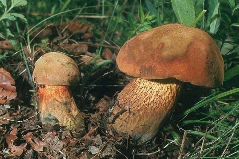 Suillellus luridus