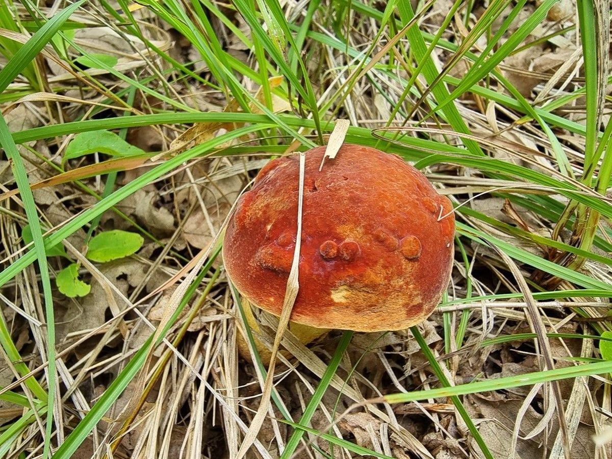 Suillellus queletii