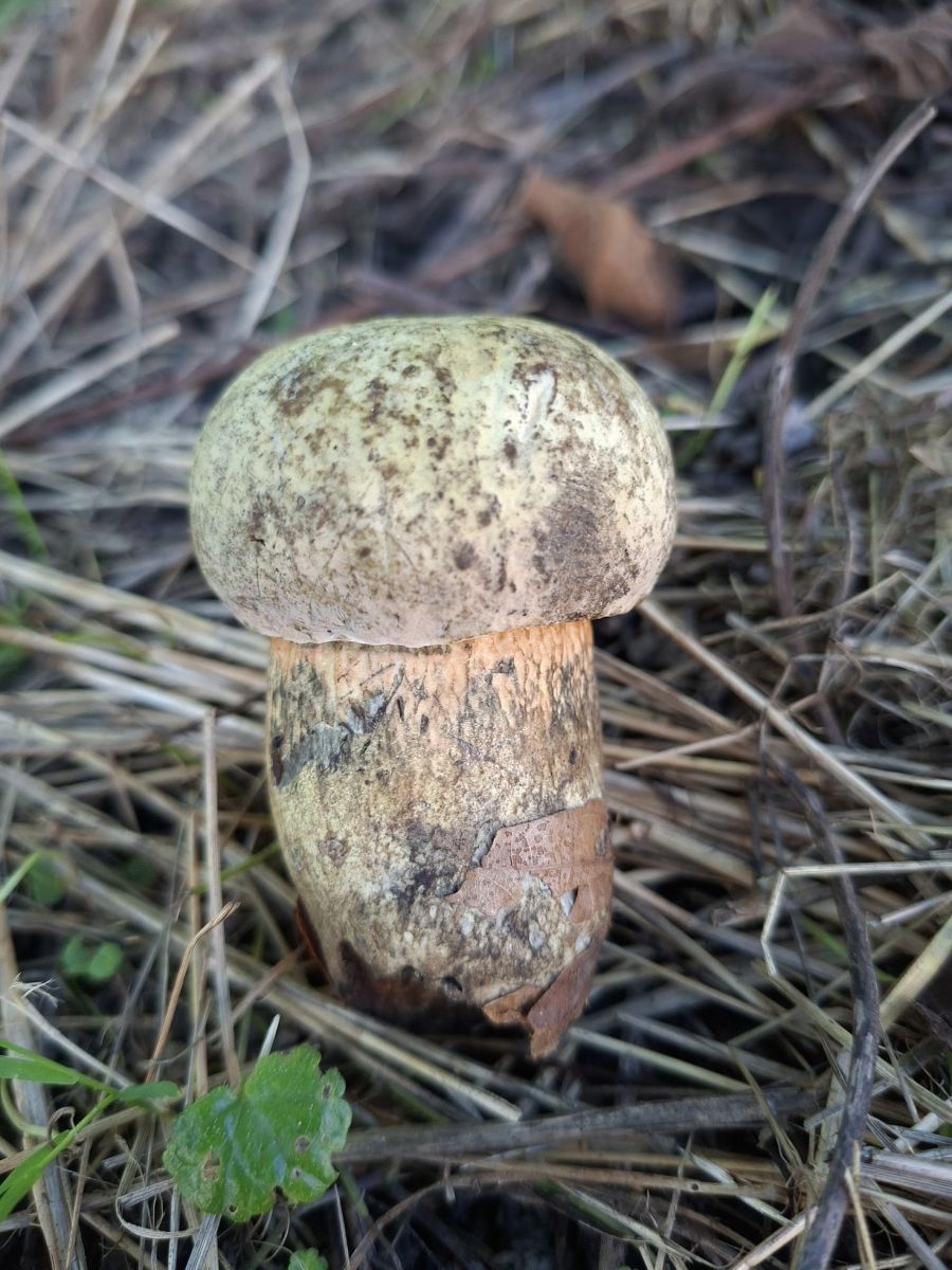Suillellus rubrosanguineus
