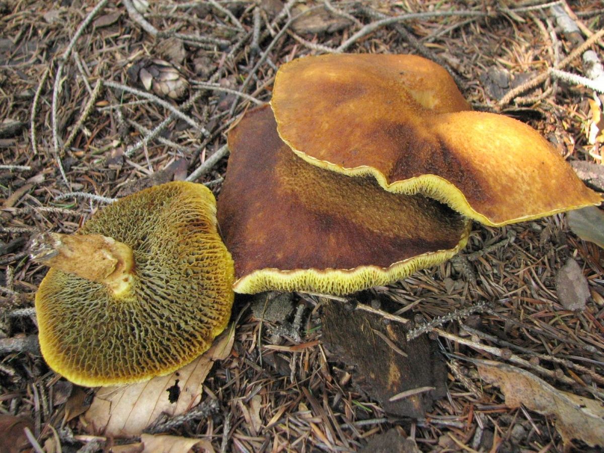 Suillus cavipes