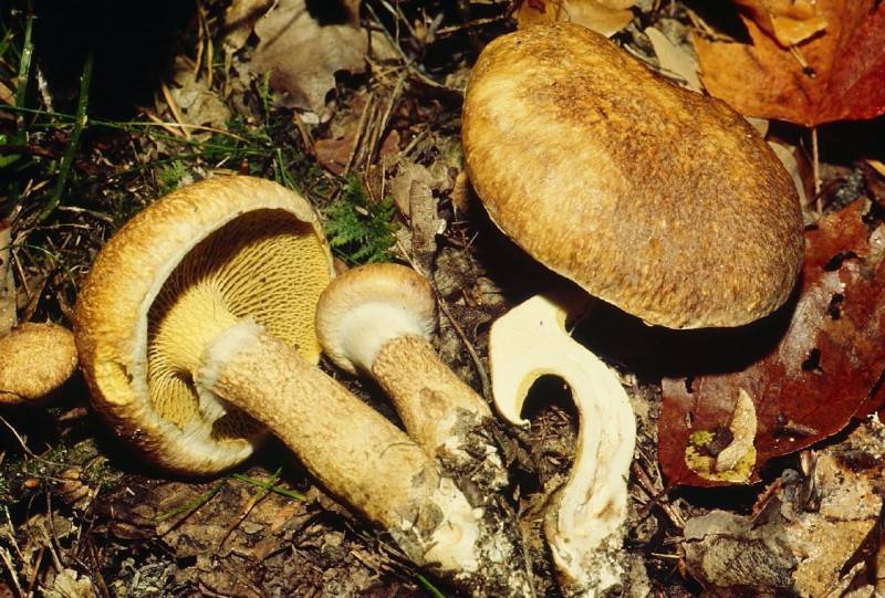 Suillus cavipes