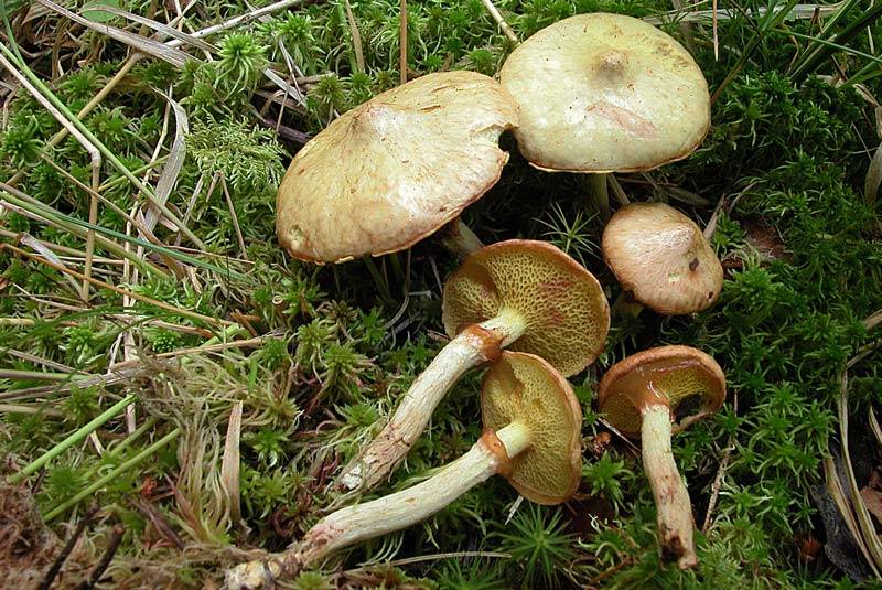 Suillus flavidus