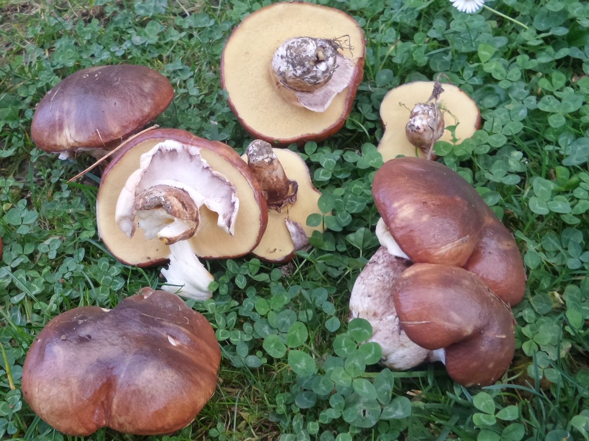 Suillus luteus