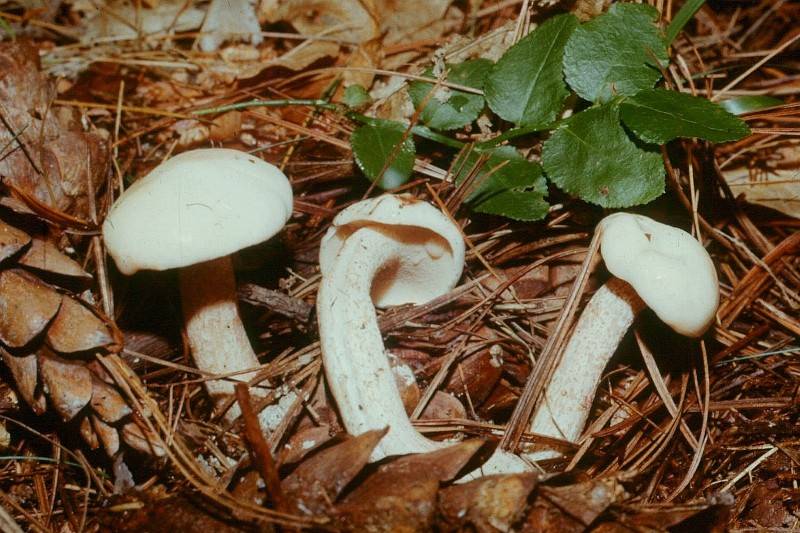 Suillus placidus