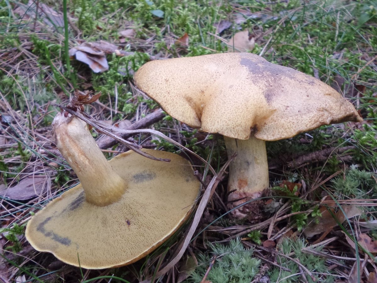 Suillus variegatus