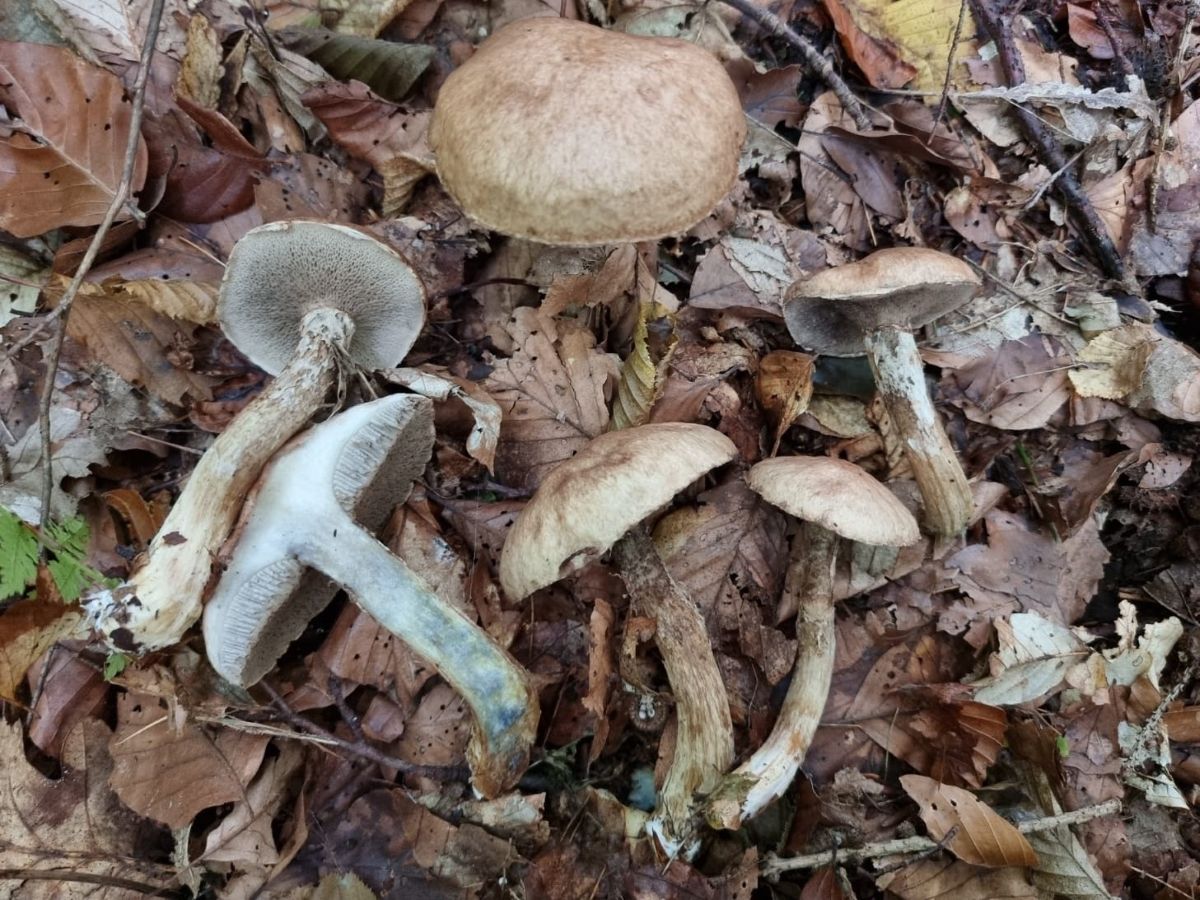 Suillus viscidus