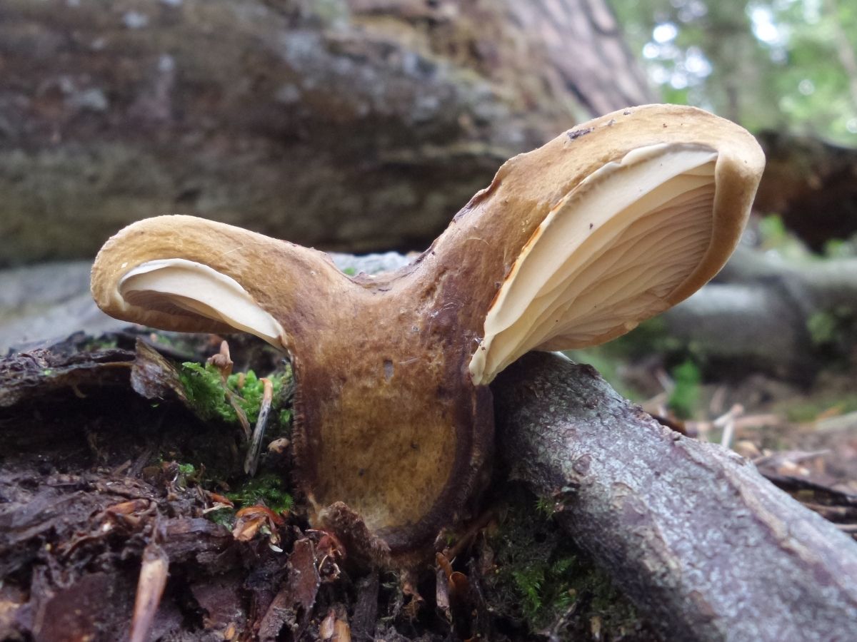 Tapinella atrotomentosa