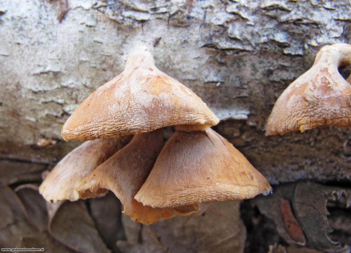 Tectella patellaris