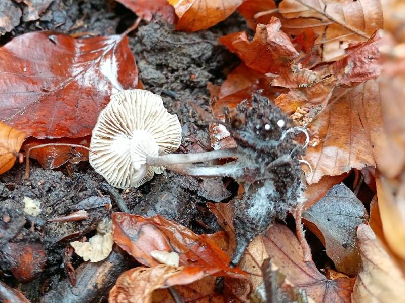 Tephrocybe ellisii