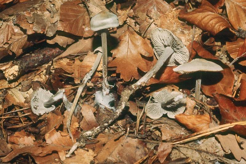 Tephrocybe rancida