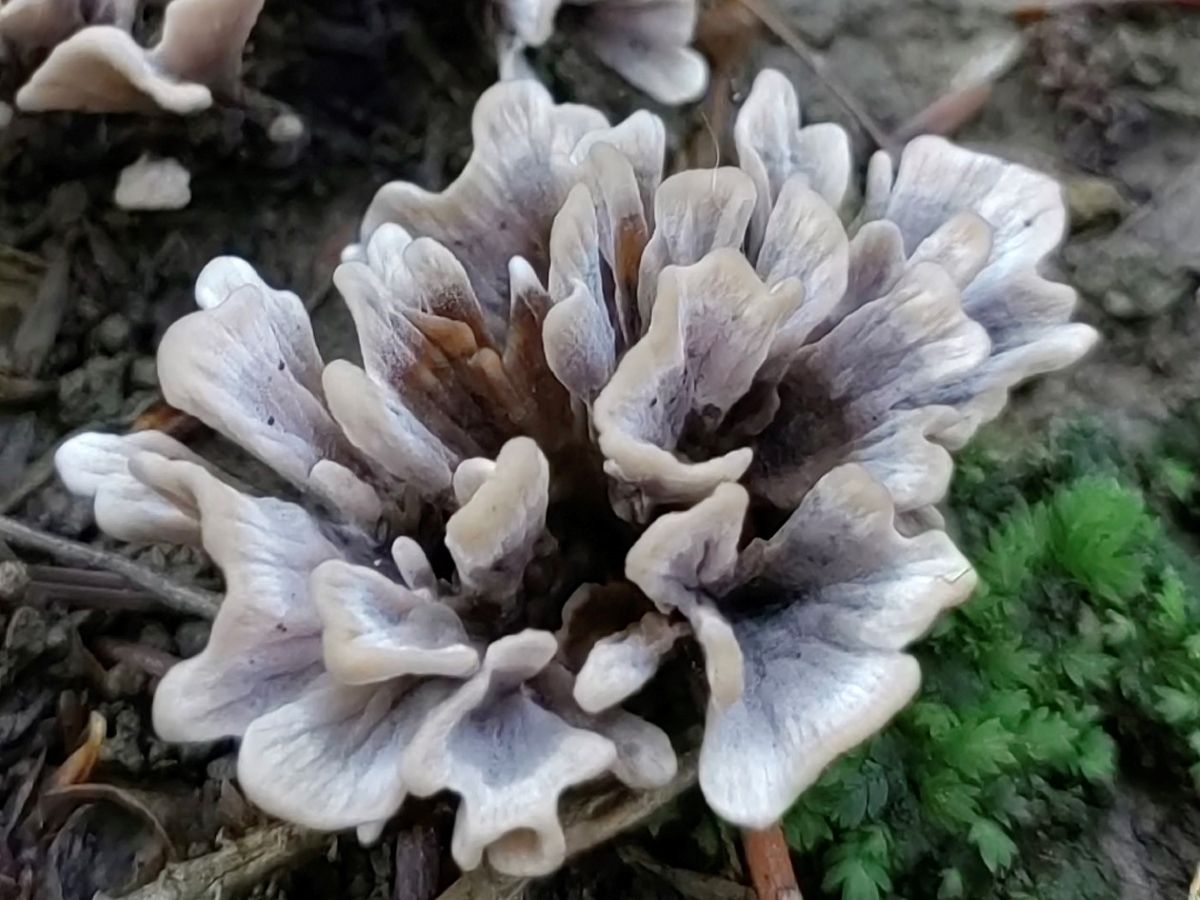 Thelephora anthocephala