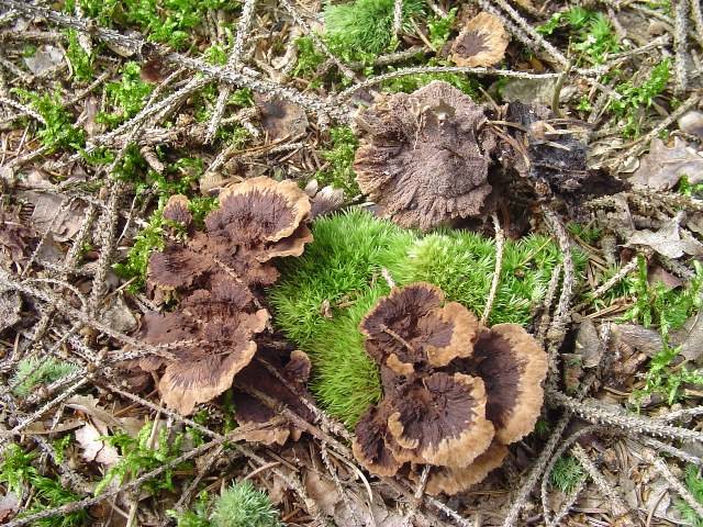 Thelephora terrestris