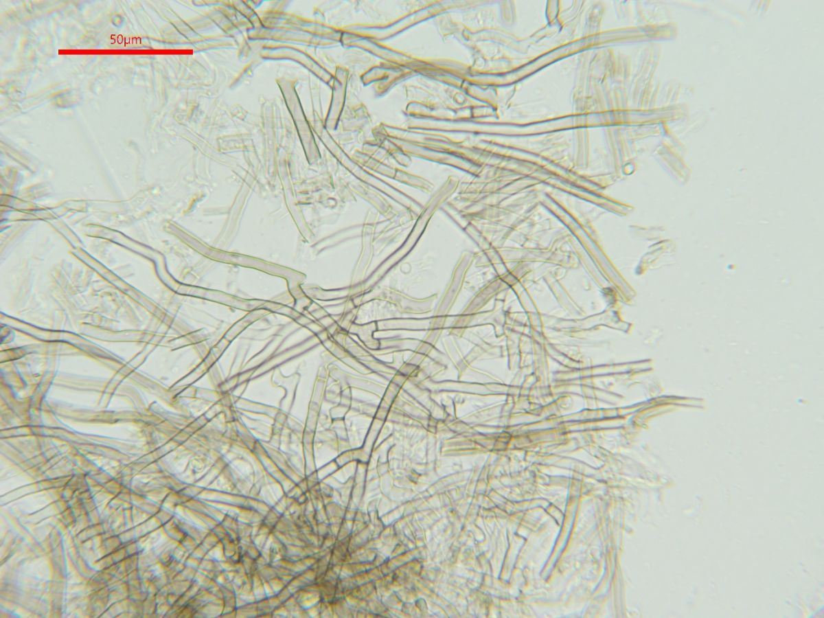 Tomentella fuscocinerea