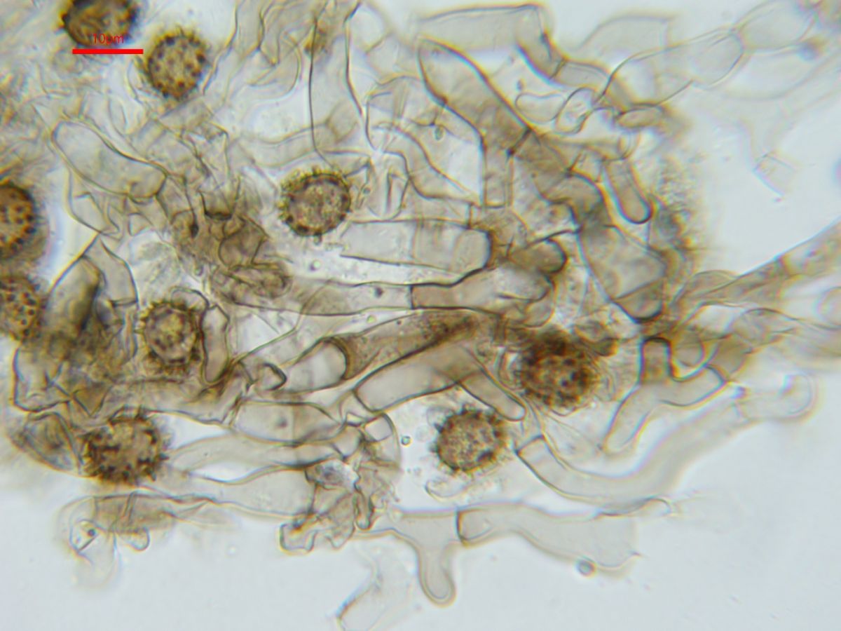 Tomentella fuscocinerea