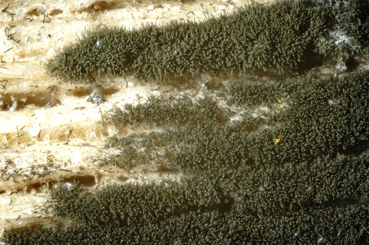 Torula herbarum