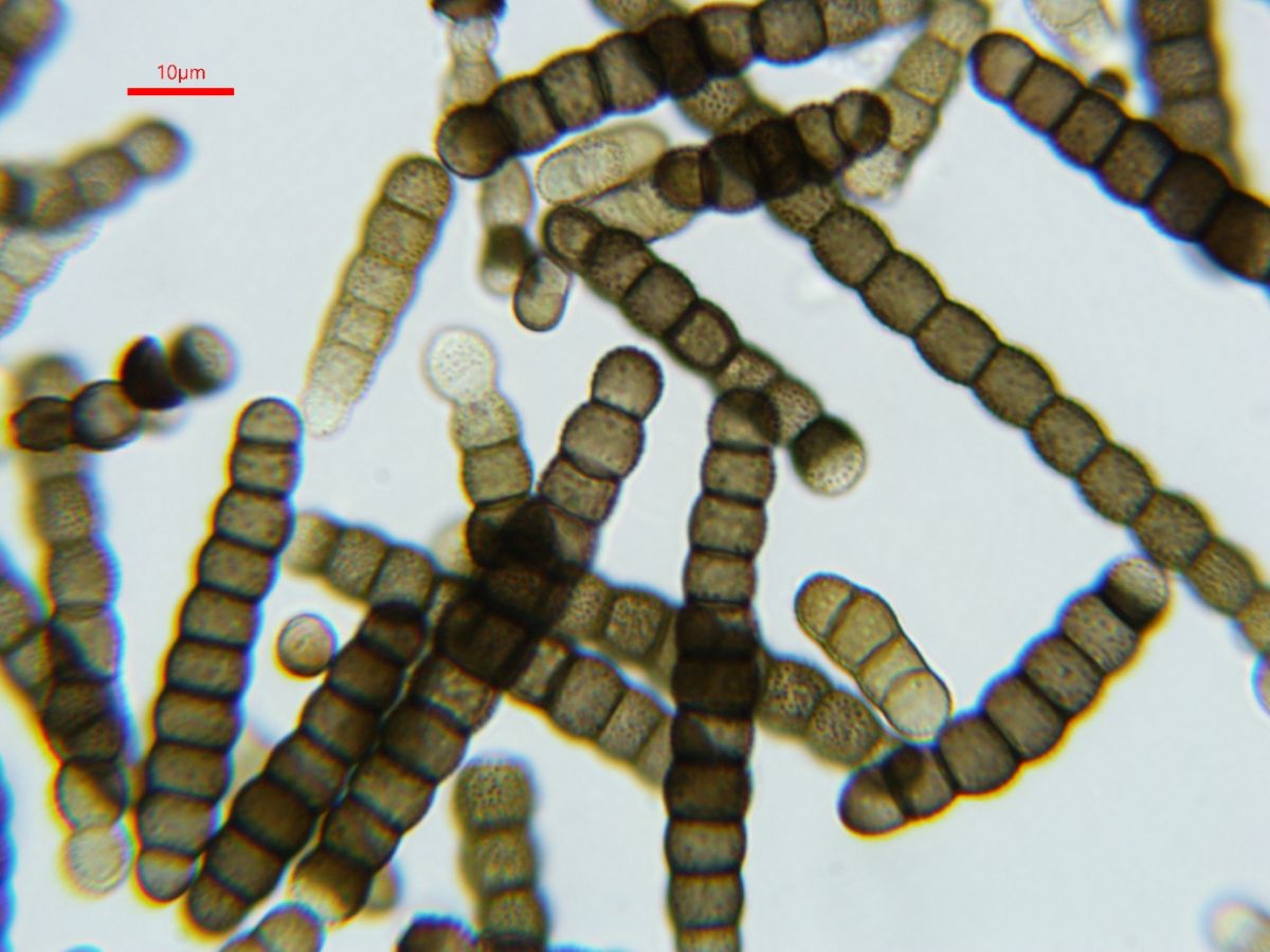 Torula herbarum