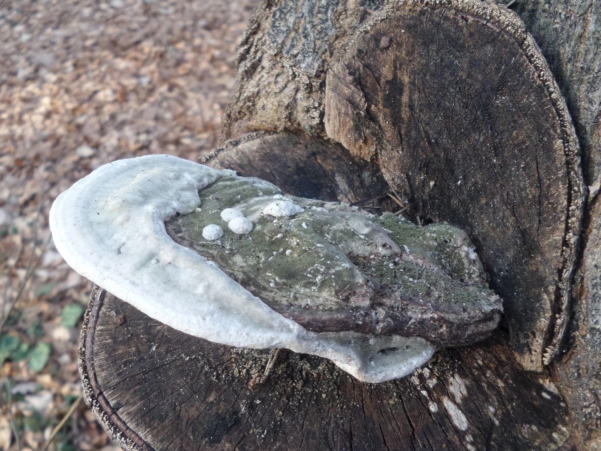 Trametes gibbosa