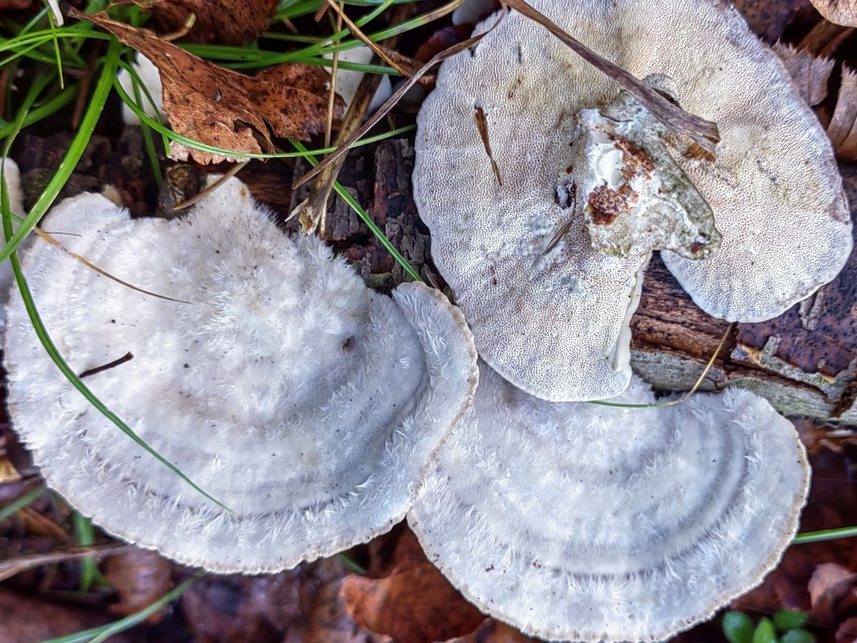 Trametes hirsuta