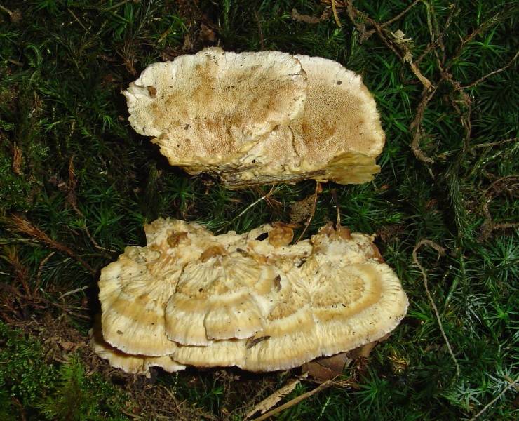 Trametes ochracea