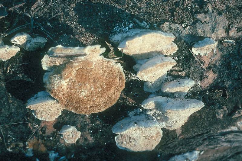 Trametes suaveolens