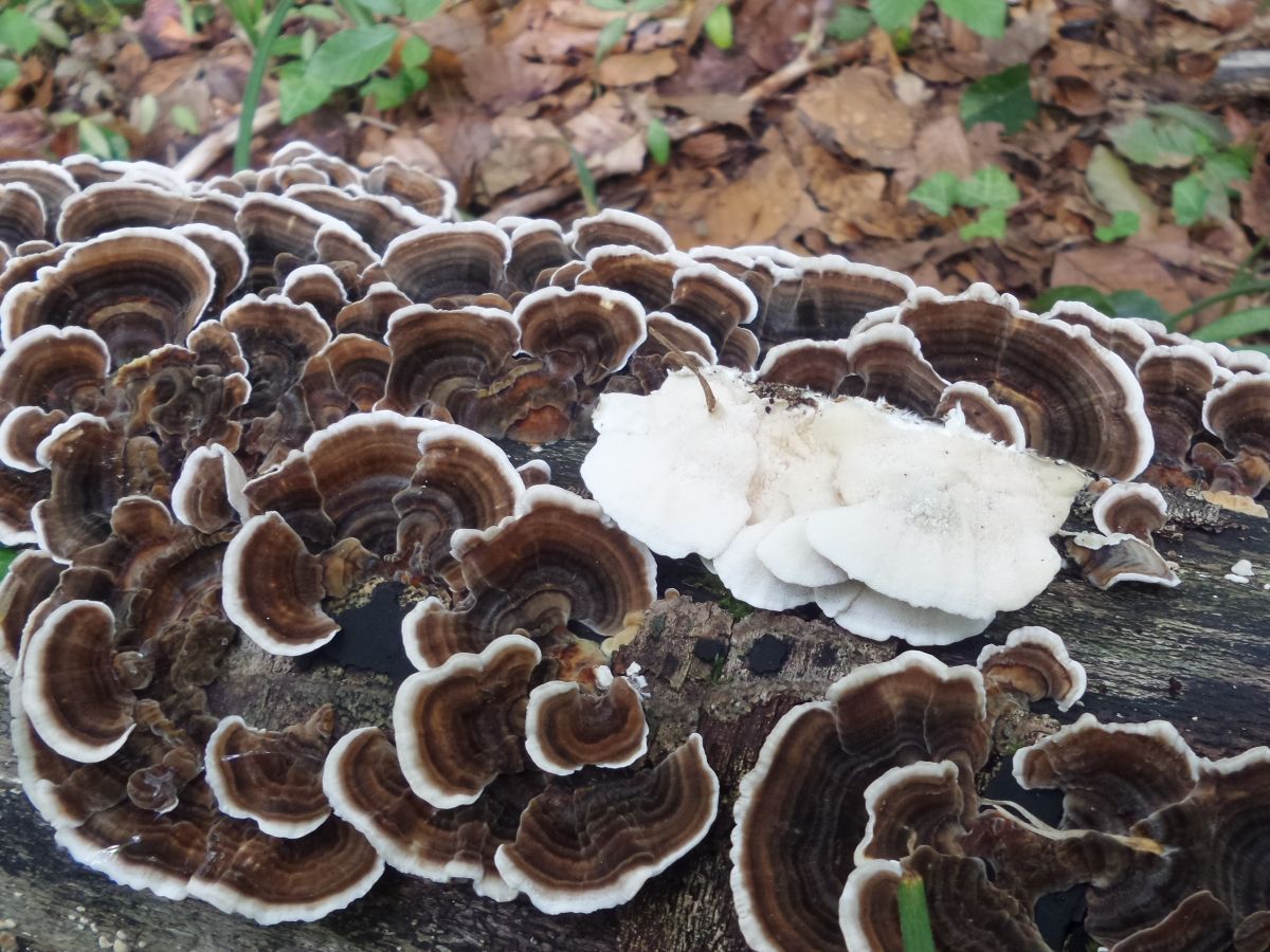 Trametes versicolor