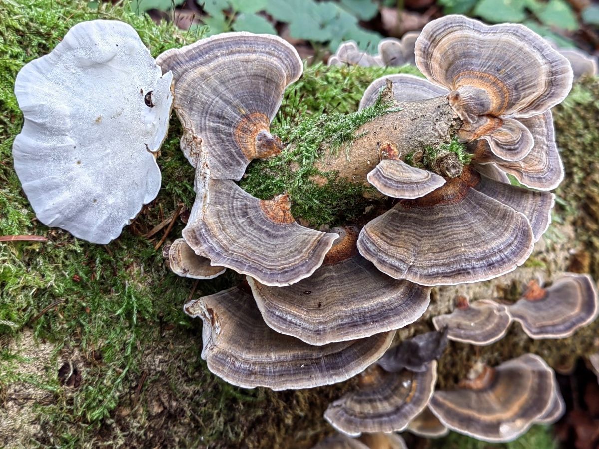 Trametes versicolor